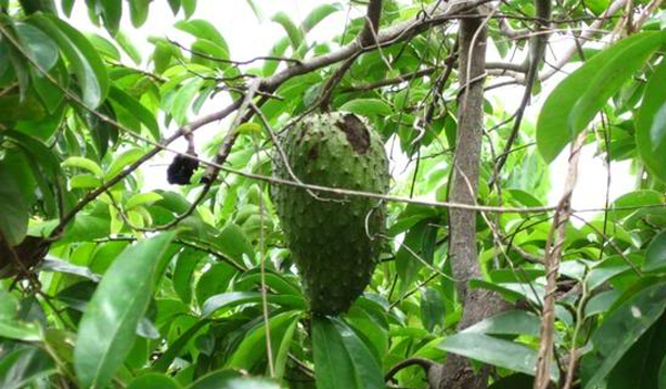 Jamaica Series - Soursop - Nothing Sour About It And It Has Anti-Cancer Properties