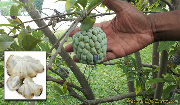 Sweetsop Is Oh So Sweet