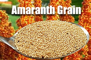 Amaranth Grain Nutrition