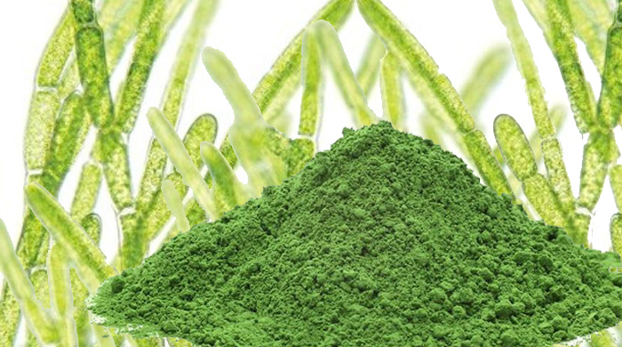 Chlorella Is A Nutrient Rich Detoxifying Whole Food Algae