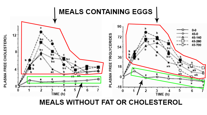 Your Body On Eggs - Manipulating Scientific Studies To Sell Eggs