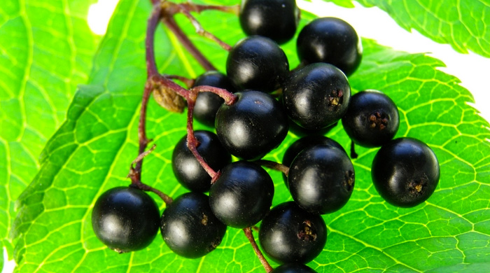 Fight Mucus Buildup With Elderberry Extract