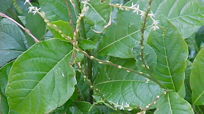 Guinea Hen Weed - Anamu Benefits