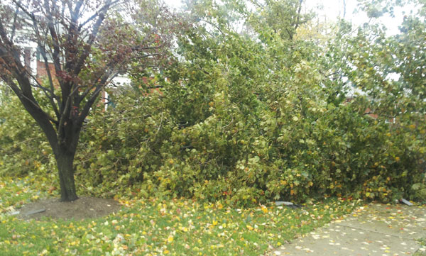 Hurricane Sandy - Tree Fallen Outside Window