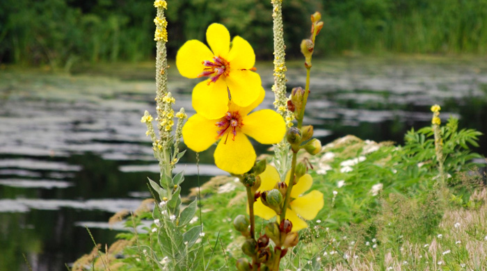 Mullein Leaf Clears Mucus