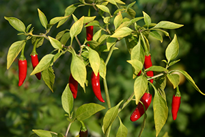 What Is Cayenne Pepper?