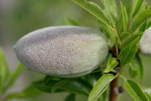 What Are Almonds? Are They Nuts?