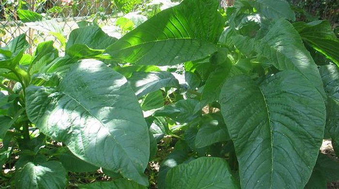 Amaranth Greens - Kale Make Room For This Superfood