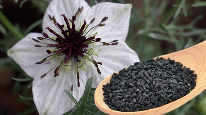 Black Seed - Nigella Sativa - Treat All Traditional Medicine