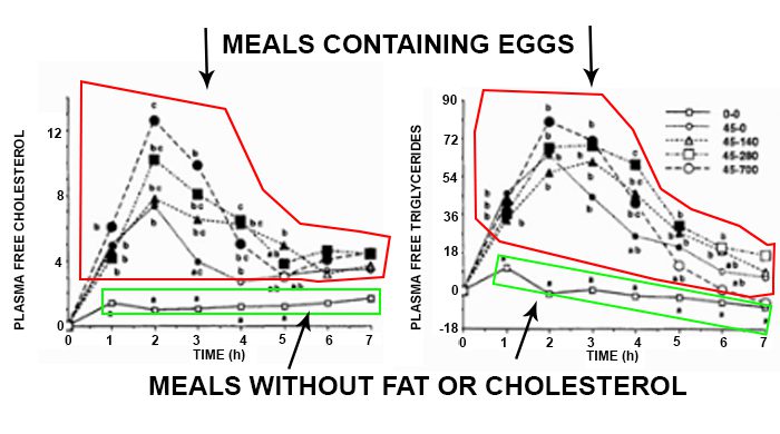 Your Body On Eggs - Manipulating Scientific Studies To Sell Eggs