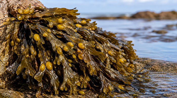 Bladderwrack Benefits – Fucus Vesiculosus Herb