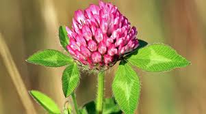 Red Clover Benefits