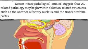 Left Nostril Smell Impairment in People With Alzheimer's Disease