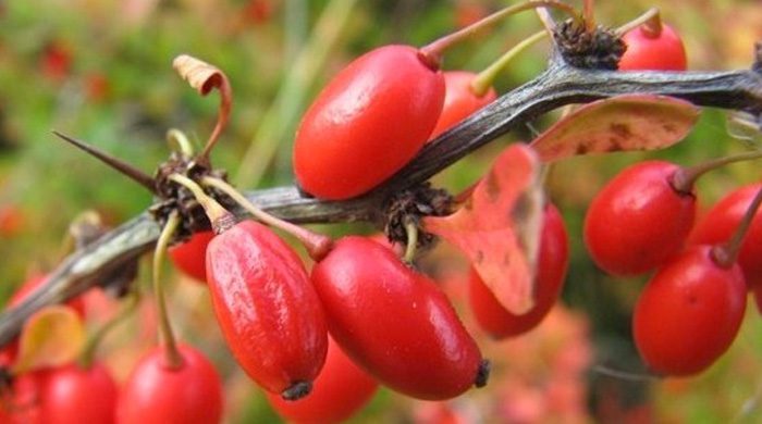 The Antioxidant Power Of Barberries Puts Acne On The Run