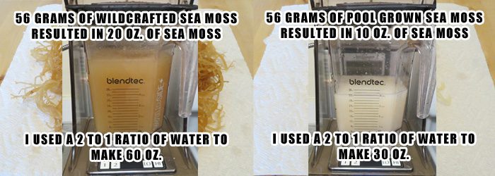 Irish Moss - Sea Moss Blending After