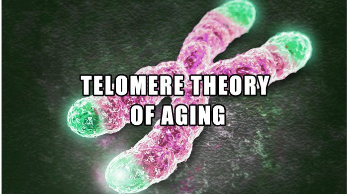 Telomeres And Aging - Slow Cellular Aging With A Plant Based Diet