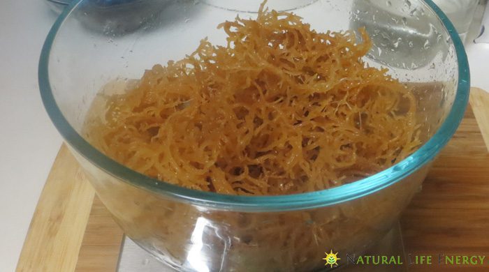 Irish Moss - Sea Moss - Gel Preparation And Benefits