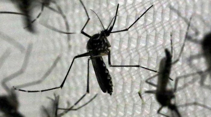 Puerto Rican Governor Stopped CDC From Using Pesticide Harmful To Pregnant Women to Combat Zika Virus