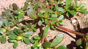 Purslane - More Than A Weed