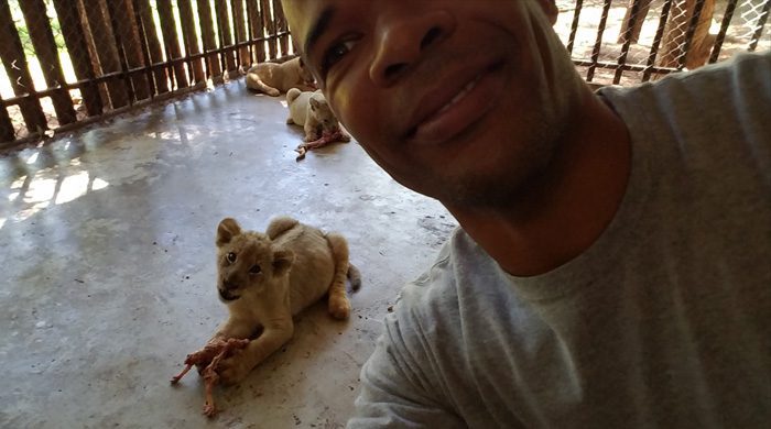 Feeding And Petting Lion Cubs And Seeing Tigers And Lions At Zoo In Africa Feeding And Petting Lion Cubs And Seeing Tigers And Lions At Zoo In Africa