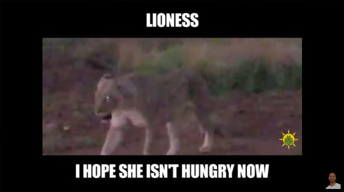 Pilanesberg Safari Day 2 - Rhinos, Impalas, Giraffes, Kudus, Lions, And Wildebeests, Oh My Pilanesberg Safari Day 2 - Rhinos, Impalas, Giraffes, Kudus, Lions, And Wildebeests, Oh My