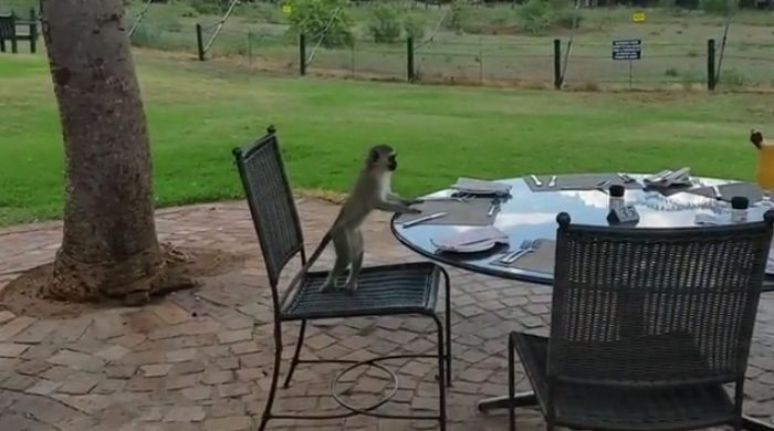 Monkeys gone wild! The monkeys were bananas! People were out having breakfast when a family of monkeys decided they wanted to join us...