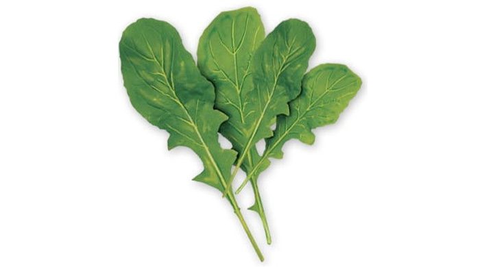 Arugula Leaves