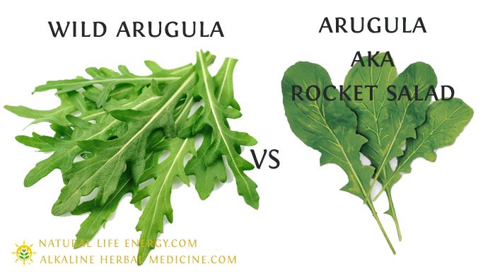 Wild Arugula Vs Rocket Salad Arugula