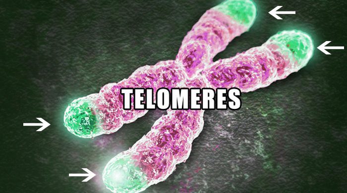 Telomere