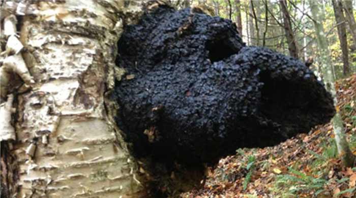 Chaga Mushroom Pictures 2