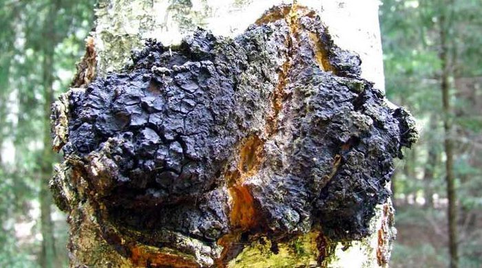 Chaga Mushroom Pictures 3