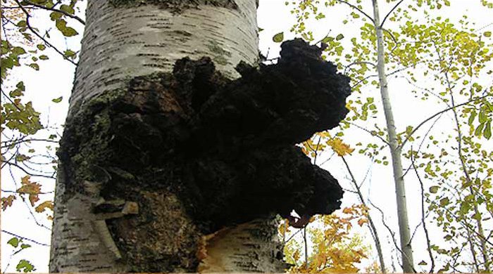 Chaga Mushroom Pictures 5