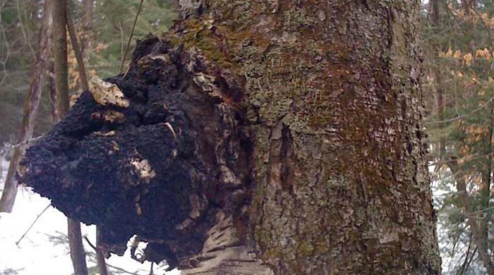 Chaga Mushroom Pictures 6