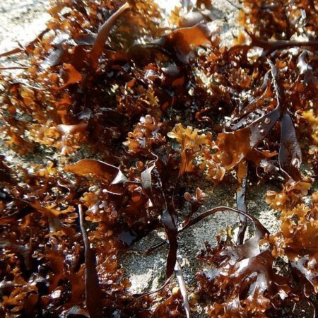 Chrondus Crispus Irish Moss Red Algae Sea Moss - Atlantic Holdfast Seaweed Company 1lb Whole Leaf