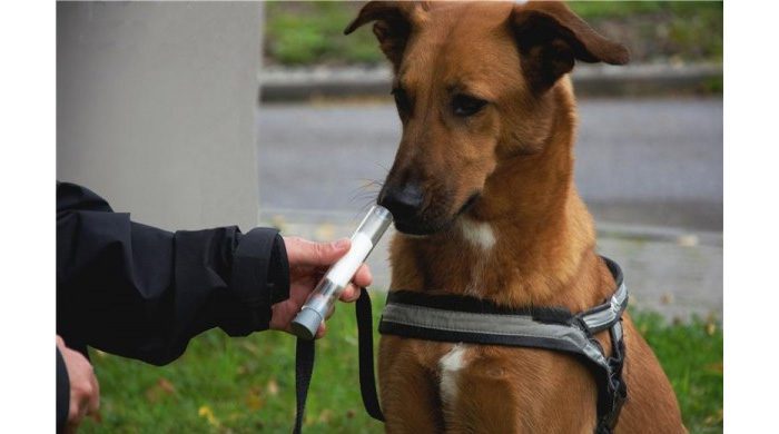 Dogs' Enhanced Smelling Ability Plays An Important Role In Detecting Cancer