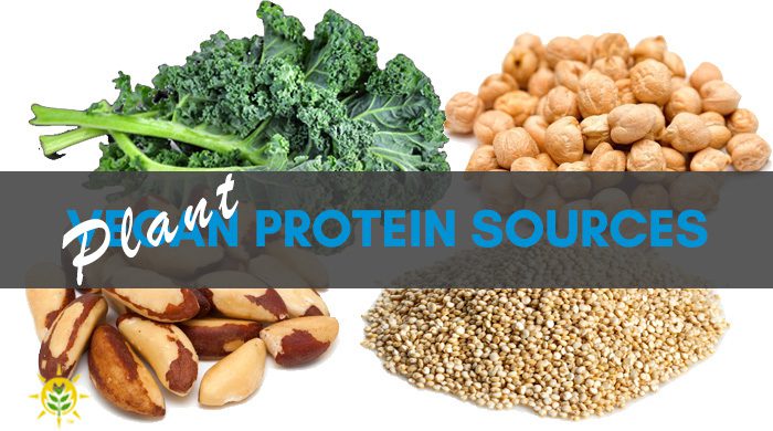 Find Your Plant Protein Sources Here