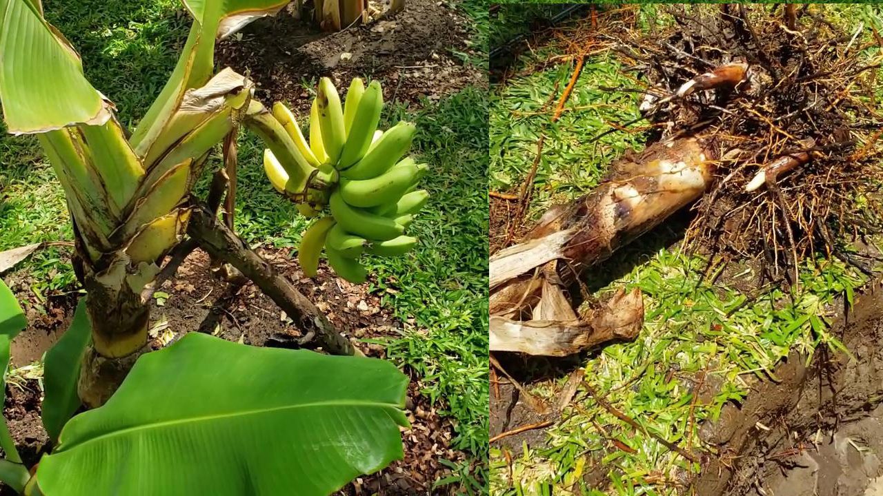 My Banana Plant Suffered From Coconut Roots